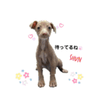 船乗りの犬3(イタグレ春＆朔)（個別スタンプ：6）