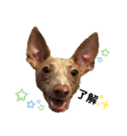 船乗りの犬3(イタグレ春＆朔)（個別スタンプ：7）