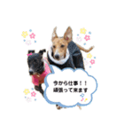 船乗りの犬3(イタグレ春＆朔)（個別スタンプ：8）