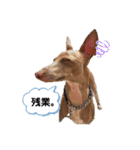 船乗りの犬3(イタグレ春＆朔)（個別スタンプ：9）