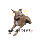 船乗りの犬3(イタグレ春＆朔)（個別スタンプ：10）