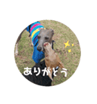 船乗りの犬3(イタグレ春＆朔)（個別スタンプ：12）