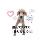船乗りの犬3(イタグレ春＆朔)（個別スタンプ：13）