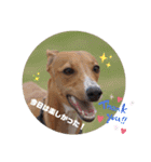 船乗りの犬3(イタグレ春＆朔)（個別スタンプ：14）