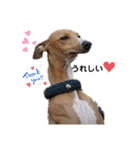 船乗りの犬3(イタグレ春＆朔)（個別スタンプ：18）