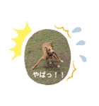 船乗りの犬3(イタグレ春＆朔)（個別スタンプ：20）