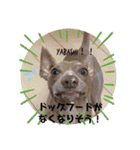 船乗りの犬3(イタグレ春＆朔)（個別スタンプ：22）