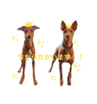 船乗りの犬3(イタグレ春＆朔)（個別スタンプ：23）