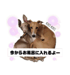 船乗りの犬3(イタグレ春＆朔)（個別スタンプ：27）