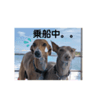 船乗りの犬3(イタグレ春＆朔)（個別スタンプ：31）