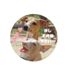 船乗りの犬3(イタグレ春＆朔)（個別スタンプ：34）