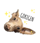 船乗りの犬3(イタグレ春＆朔)（個別スタンプ：35）