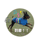 船乗りの犬3(イタグレ春＆朔)（個別スタンプ：36）