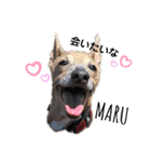 船乗りの犬3(イタグレ春＆朔)（個別スタンプ：40）