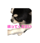 いぶりん チワワ（個別スタンプ：1）
