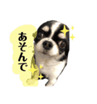 いぶりん チワワ（個別スタンプ：2）