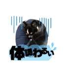 いぶりん チワワ（個別スタンプ：3）