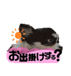 いぶりん チワワ（個別スタンプ：4）