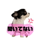 いぶりん チワワ（個別スタンプ：7）