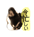いぶりん チワワ（個別スタンプ：8）
