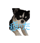 いぶりん チワワ（個別スタンプ：9）