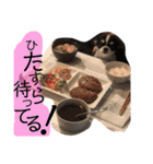いぶりん チワワ（個別スタンプ：10）
