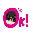 いぶりん チワワ（個別スタンプ：14）