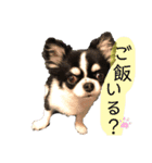 いぶりん チワワ（個別スタンプ：16）