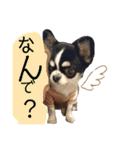 いぶりん チワワ（個別スタンプ：18）