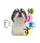 いぶりん チワワ（個別スタンプ：19）