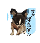 いぶりん チワワ（個別スタンプ：20）