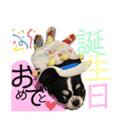 いぶりん チワワ（個別スタンプ：22）