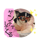 いぶりん チワワ（個別スタンプ：24）