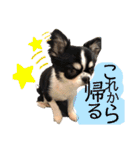 いぶりん チワワ（個別スタンプ：25）