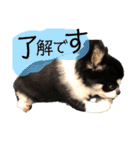 いぶりん チワワ（個別スタンプ：26）