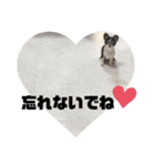 いぶりん チワワ（個別スタンプ：32）