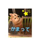 柴犬ポチのスタンプ♪（個別スタンプ：1）