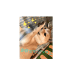 柴犬ポチのスタンプ♪（個別スタンプ：2）