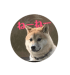 柴犬ポチのスタンプ♪（個別スタンプ：5）