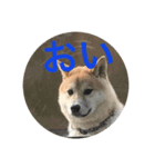 柴犬ポチのスタンプ♪（個別スタンプ：6）