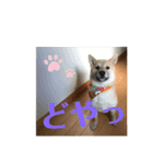 柴犬ポチのスタンプ♪（個別スタンプ：7）