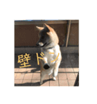 柴犬ポチのスタンプ♪（個別スタンプ：8）