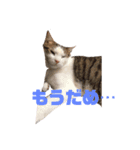 かいにゃんのスタンプ  1（個別スタンプ：3）