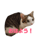 かいにゃんのスタンプ  1（個別スタンプ：6）