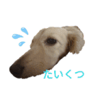 ダックスエルのファンタジー⭐（個別スタンプ：9）