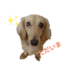 ダックスエルのファンタジー⭐（個別スタンプ：12）