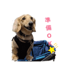 ダックスエルのファンタジー⭐（個別スタンプ：13）