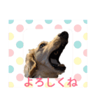 ダックスエルのファンタジー⭐（個別スタンプ：20）