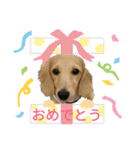 ダックスエルのファンタジー⭐（個別スタンプ：22）