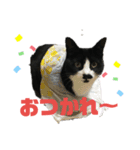 ちゃんみーとしろたんくろたんパート2（個別スタンプ：1）